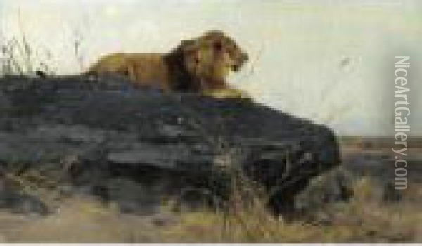 Lowe Auf Felsen (lion On A Rock) Oil Painting - Wilhelm Kuhnert