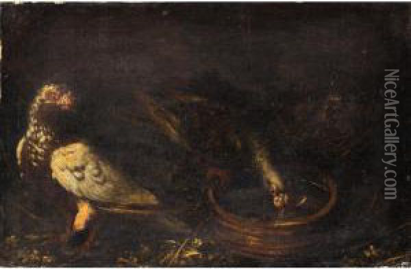 Still Life With Pigeons Drinking From A Bowl Oil Painting - Jacob van der (Giacomo da Castello) Kerckhoven