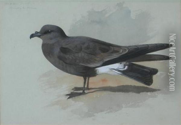 Madeiran Fork-tailed Petrel Oil Painting - Archibald Thorburn