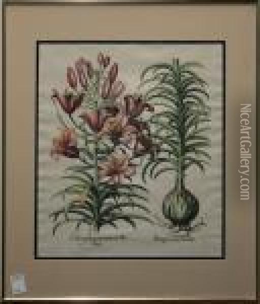 Lilium Purpureum Oil Painting - Basilius Besler