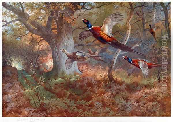 Pheasants Through the Oak Wood Oil Painting - Archibald Thorburn