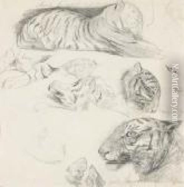 Un Tigre Couche De Profil A Droite Avec Des Etudes De La Tete Et Des Membres Oil Painting - Alexandre Gabriel Decamps