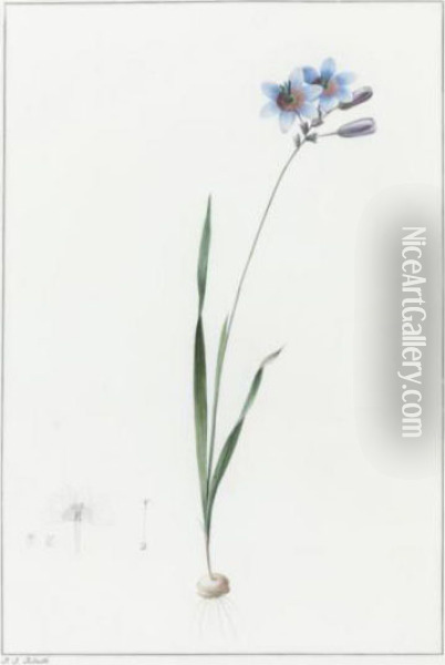 Galaxia Ixraeflora / Galaxia Fleur D'ixia Oil Painting - Pierre-Joseph Redoute