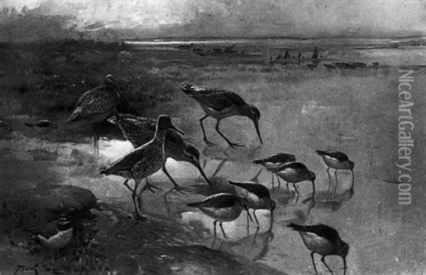 Waders On A Seashore Oil Painting - Frank Southgate