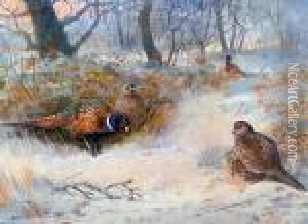 Pheasants Beside Woodland Oil Painting - Archibald Thorburn
