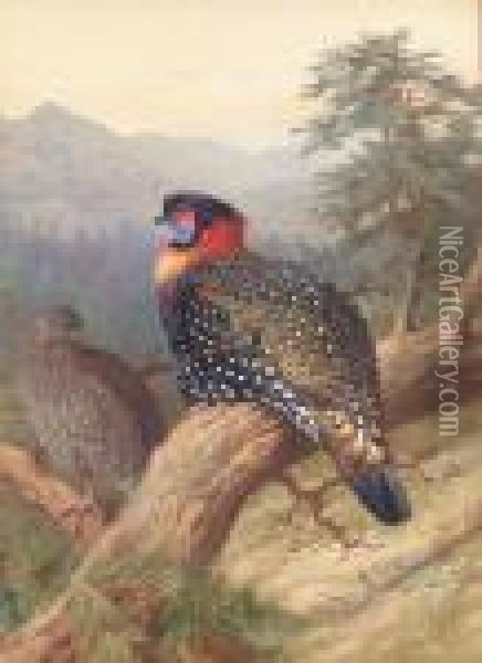 Pair Of Western Tragopans Oil Painting - Archibald Thorburn