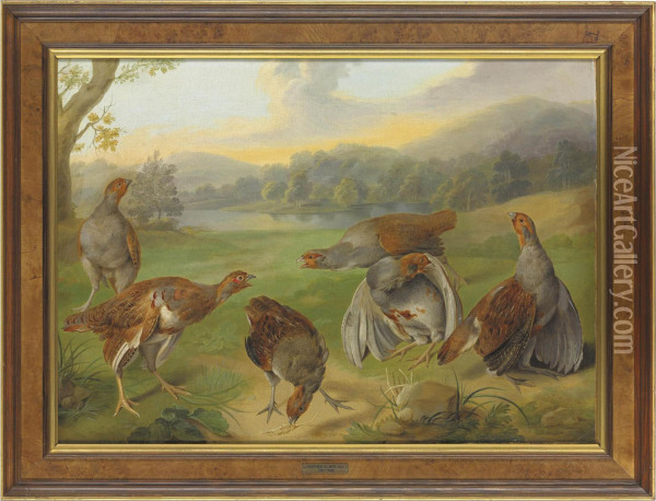 A Covey Of English Partridges In An Extensive River Landscape Oil Painting - Stephen Elmer