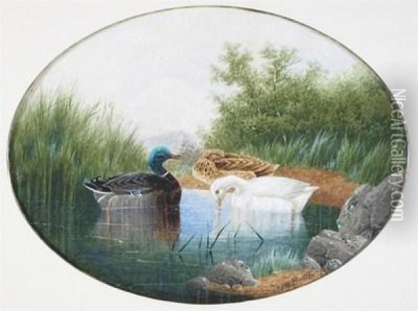 Ducks On A Pond Oil Painting - Charles Edward Snr Brittan