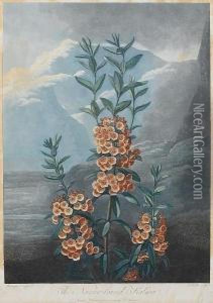 The Narrow Leaved Kalmia, From Temple Of Flora Oil Painting - Robert John, Dr. Thornton
