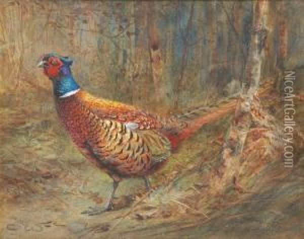 Asiesta A Wary Old Bird Two Oil Painting - Charles Whymper