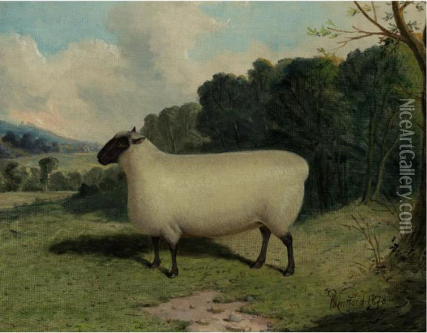 A Prize Ewe Oil Painting - Richard Whitford