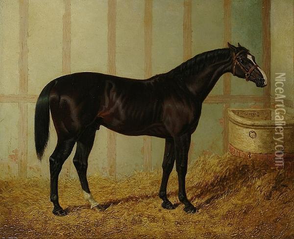 Mr Watts Horse, 'blacklock', In A Stable Oil Painting - John Frederick Herring Snr