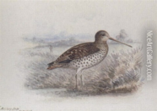 Solitary Snipe Oil Painting - George Edward Crawhall