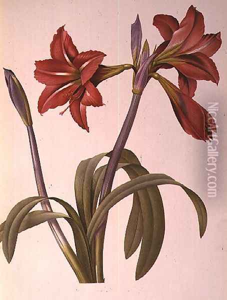Amaryllis Brasiliensis, from Les Liliacees, 1816 Oil Painting - Pierre-Joseph Redoute