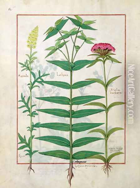 Reseda, Euphorbia and Dianthus, Illustration from the Book of Simple Medicines by Mattheaus Platearius d.c.1161 c.1470 Oil Painting - Robinet Testard