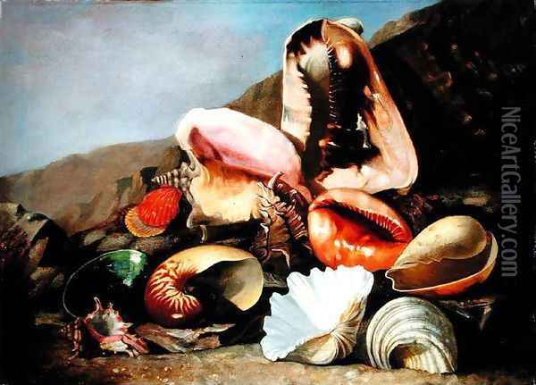 Still life of shells Oil Painting - Franz Anton von Scheidel