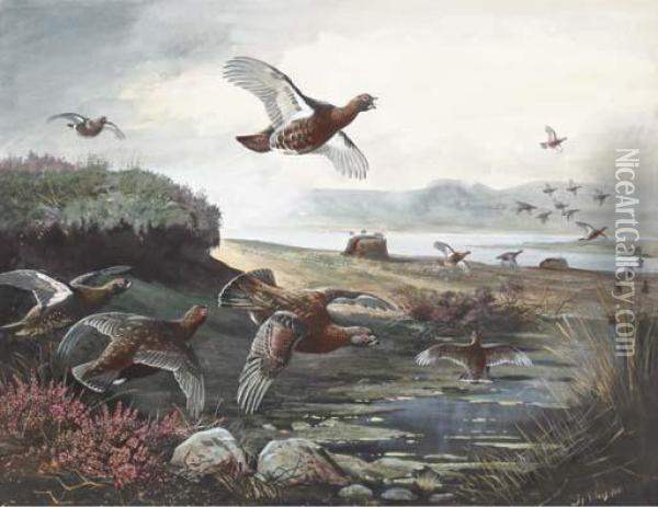 Red Grouse Over The Moors Oil Painting - John Guille Millais