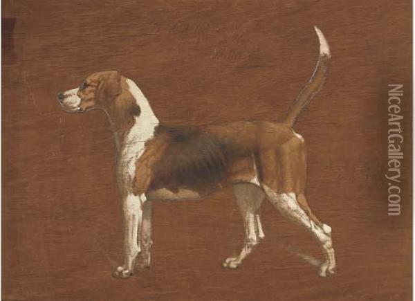 Wallflower, A Hound From The North Warwickshire Hunt; And Afox Oil Painting - Basil Nightingale