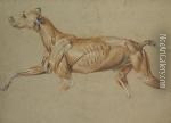 Ecorche Drawing Of A Whippet Oil Painting - Landseer, Sir Edwin