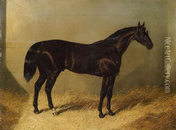 The Saddler, A Dark Bay Racehorse, In A Stable Oil Painting - John Frederick Herring Snr