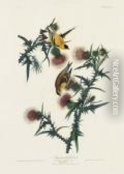 American Goldfinch (plate Xxxiii)
Carduelis Tristis Oil Painting - John James Audubon