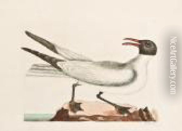 Laughing Gull. [pl. 89, Vol. I]. Oil Painting - Mark Catesby