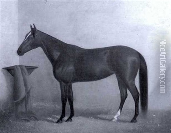 Portrait Of A Horse In A Stable Oil Painting - James J. Mcauliffe