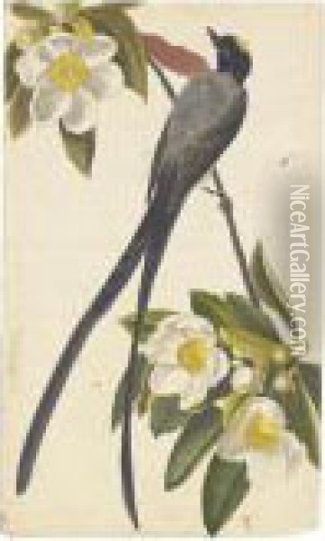 Fork-tailed Flycatcher And Tyrant Flycatcher Oil Painting - John James Audubon
