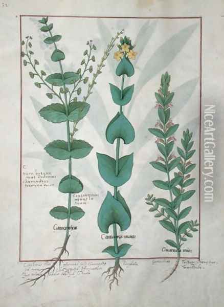 Chamaedrys, Common Centaury and Germander, illustration from The Book of Simple Medicines, by Mattheaus Platearius d.c.1161 c.1470 Oil Painting - Robinet Testard