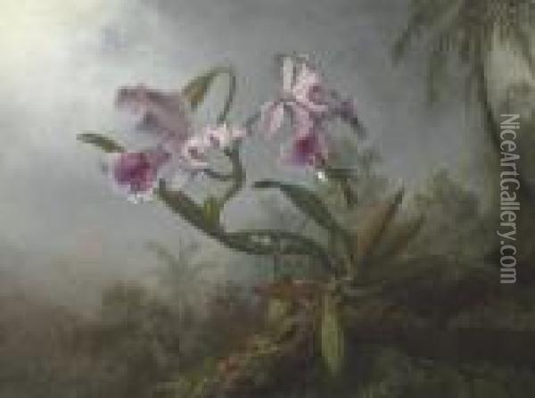 Pink Orchids And Hummingbird On A Twig Oil Painting - Martin Johnson Heade