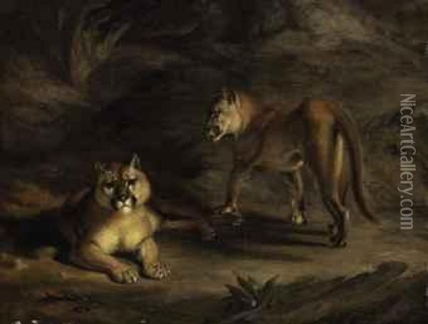Two Pumas Oil Painting - William Huggins