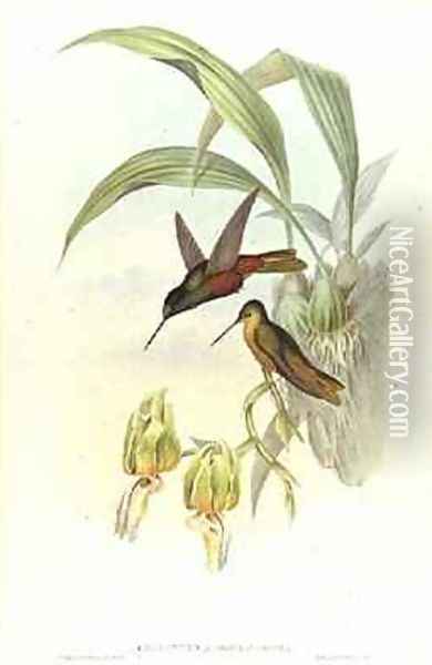 Bonapartes Star Fronted Hummingbird Oil Painting - John Gould
