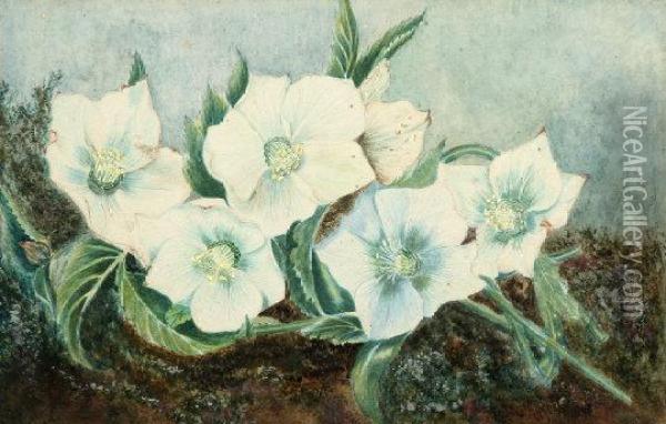 White Flowers On A Mossy Bank Oil Painting - Helen Cordelia Coleman Angell