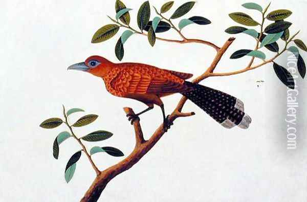 Exotic Bird, from 'Drawings of Birds from Malacca', c.1805-18 2 Oil Painting - Anonymous Artist
