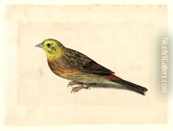 Study Of A Yellowhammer Oil Painting - Jacques (de Morgues) Le Moyne