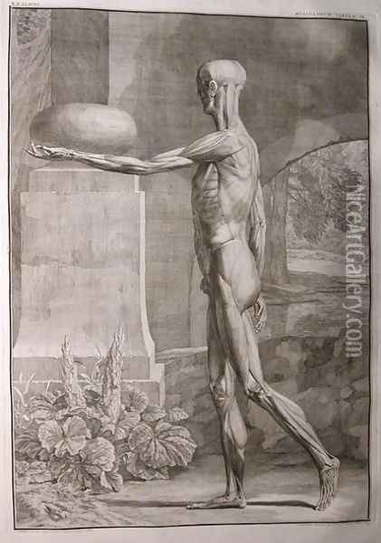 Albinus I, Tab. IX: Musculature, illustration from 'Tabulae sceleti et musculorum corporis humani', by Bernhard Siegfried Albinus (1697-1770), published by J.&H. Verbeek, bibliop., Leiden, 1743 Oil Painting - Jan Wandelaar