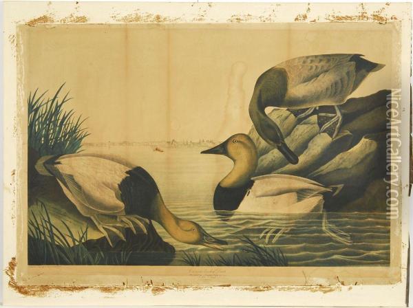 Canvasback Duck Oil Painting - John James Audubon