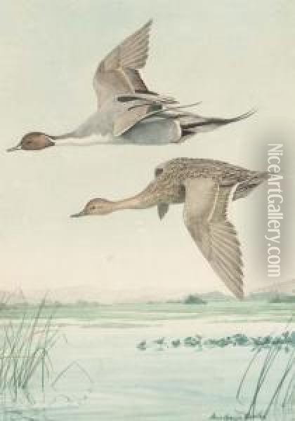 Two Pintails Flying Over A Marsh Oil Painting - Louis Agassiz Fuertes
