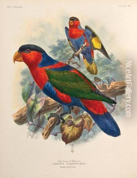 A Monograph Of The Lories, Or The Brush-tongued Parrots, Composing The Family Loriidae Oil Painting - George Mivart Jackson