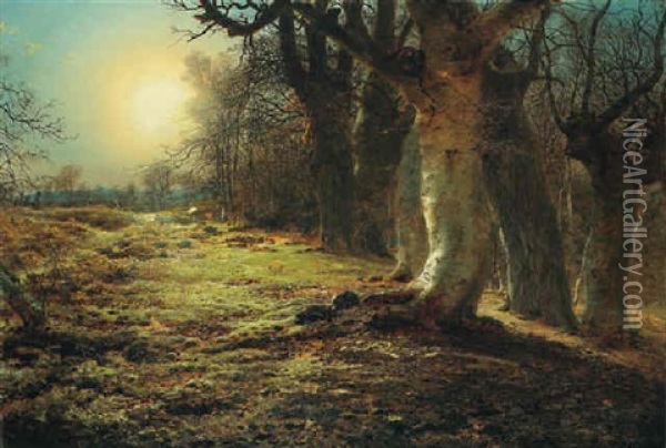 Sunset Over A Forest Oil Painting - Andrew MacCallum