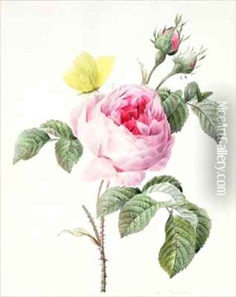 Pink rose with buds and a brimstone butterfly Oil Painting - Louise D'Orleans