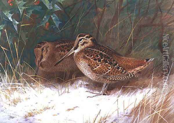 Woodcock in the Undergrowth Oil Painting - Archibald Thorburn