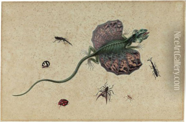 A Flying Dragon And Various Insects Oil Painting - Johannes Bronkhorst