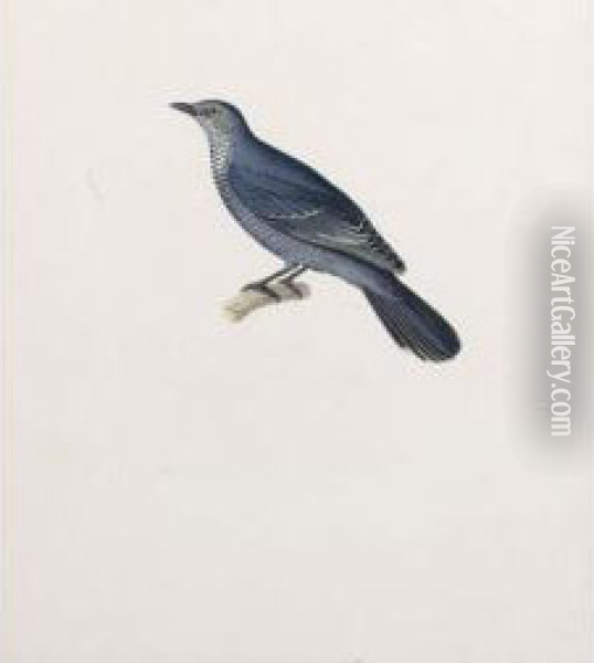 A Cuckoo Oil Painting - Nicolas Huet