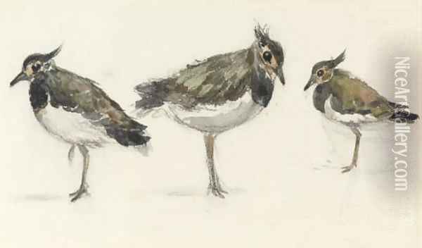 Study of peewits Oil Painting - Thomas Churchyard