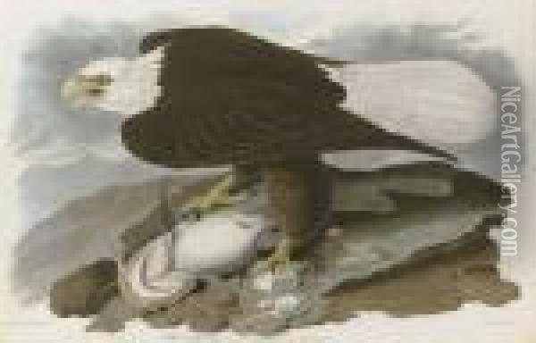 White-headed Eagle Oil Painting - Robert I Havell