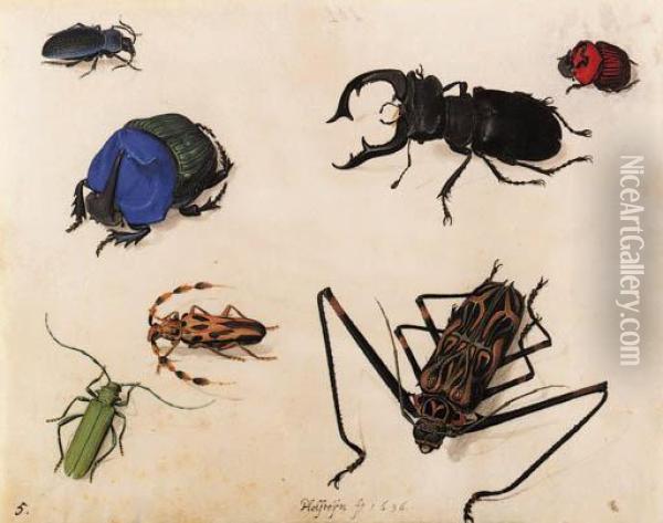 A Mottled Longhorn Beetle, A Musk Beetle, A Blue Rhinoceros Beetle,a Cerulean Chafer Beetle, A Stag Beetle, Scarlet Rhinoceros Beetleand Another Oil Painting - Pieter The Elder Holsteyn