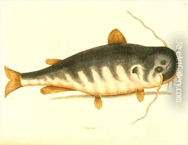 Catfish Oil Painting - Mark Catesby