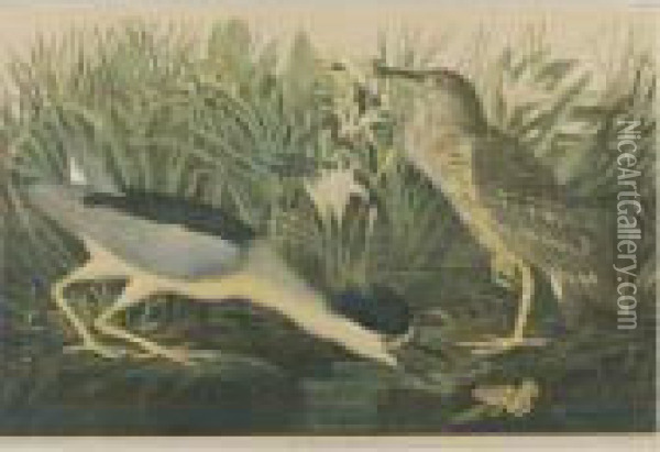 Night Heron (plate 363) Oil Painting - John James Audubon
