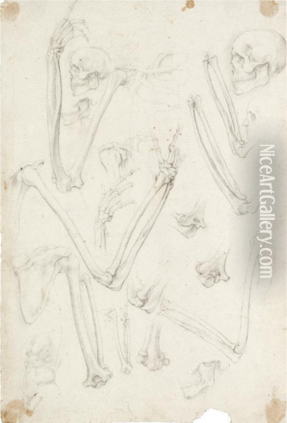 A Sheet Of Studies Of Human Skeletons: Arms And Skulls Oil Painting - Ambrogio Giovanni Figino